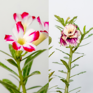 Whispering Desert Bonsai Adenium Combo