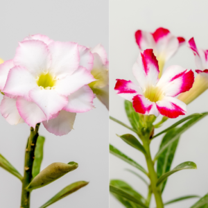 Whispering Pearl Bonsai Adenium Combo