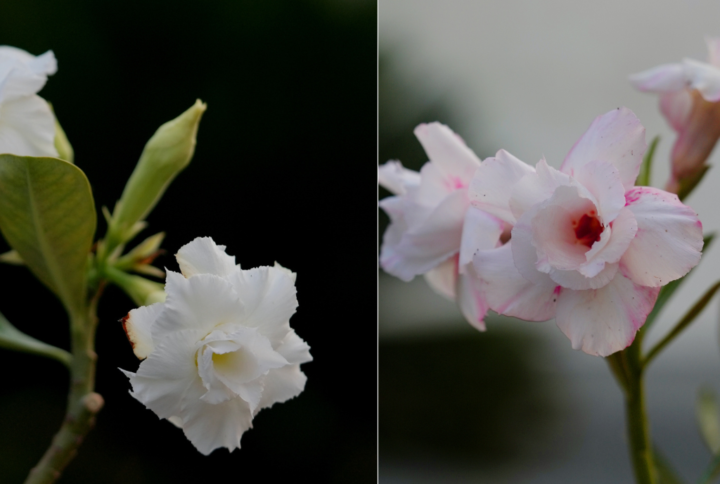 White Elegance Bonsai Adenium Combo