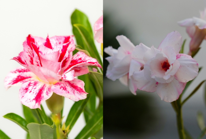 Winter Sun Bonsai Adenium Combo