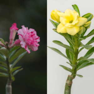 Golden Starburst Bonsai Adenium Combo