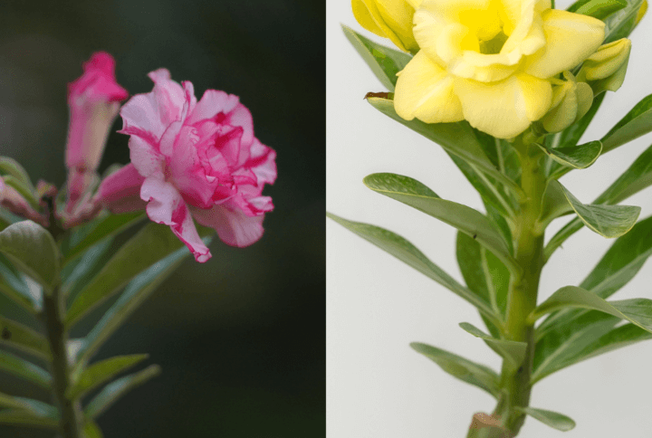 Golden Starburst Bonsai Adenium Combo