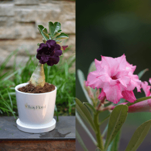 Purple Dream Bonsai Adenium Combo