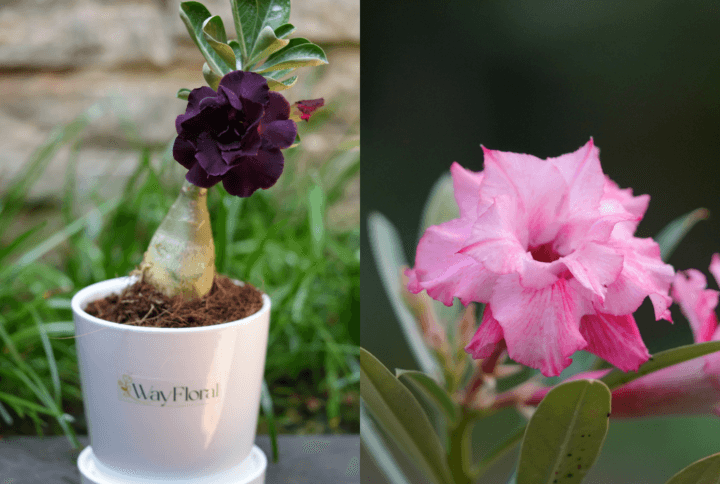 Purple Dream Bonsai Adenium Combo